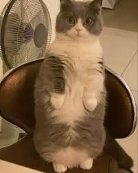 Stud pants are for male cats and queen panties. Thoasty Thoasty Profile Pinterest