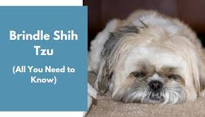 Teacup puppies for sale charlotte, nc Brindle Shih Tzu All Information You Need To Know Animalfate
