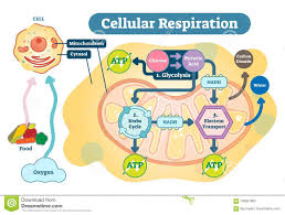 Cellular Respiration Diagram Detailed World Of Reference