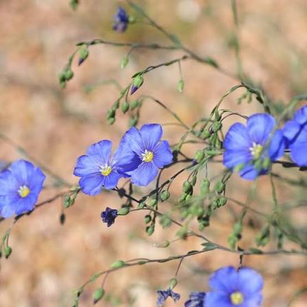 Appar Blue Flax, Linum perenne Appar | High Country Gardens