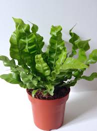 Birds Nest Fern Safe For Cats Asplenium Nidus Lasagna Fern Plants Low Light Plants Outdoor Mini Plants