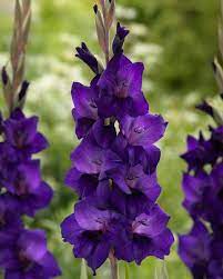 Gladiolus Purple Flora Gladiolen Flora Blumen