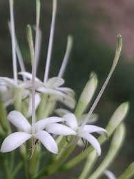 Image result for Pavetta sp. A