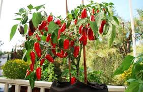 If you don't own a garden and space, grow them in your pots in your space or in an apartment. 10 Best Vegetables To Grow At Home This Summer Top 10 Plants Nurserylive Wikipedia
