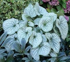 It should list very few images directly. Perennials By Common Name White Flower Farm