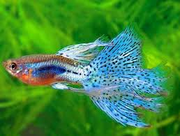 Million thanks to the fish owners who allow luckaqua editing and publishing this video: Types Of Guppies Guppies Are A Very Easy To Breed Fish Species They Also Adapt Quickly To Their Environment And This Is What Guppy Fish Aquarium Fish Guppy