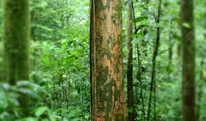 Image result for Staudtia