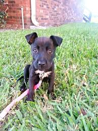 Black And White Pitbull Mix Puppy German Shepherd And Pitbull Mix 9 Week Old Puppy Cute Female Puppy Adorable Little Lola Animal Lover Cuddly Animals Animals Cute Animals