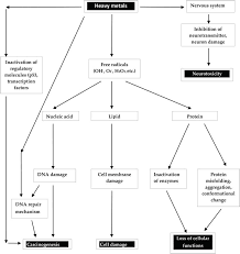 mechanism and health effects of heavy metal toxicity in