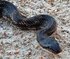 Chicken Snake Texas Snakes Texas Animals Snake