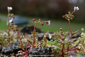 Image result for Tridactyle tridactylites