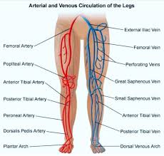 Scroll down the page for more examples and solutions. Simple Nursing On Instagram Tag A Friend Or Classmate If You Are Struggling You Ca Diagnostic Medical Sonography Arteries Anatomy Vascular Ultrasound
