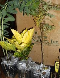 Image result for Nesaea sarcophylla