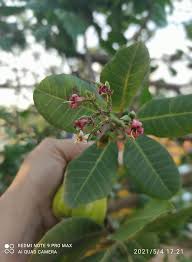 Image result for Pimpinella alismatifolia