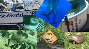 Die tiere verhungern, sagte umweltschützerin leesa souto im lokalfernsehen, es sei nicht ein einziges blatt. Aufregende Zeit In Den Seaworld Parks Attractiontickets Com