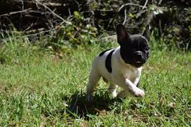 Once these french bulldog puppy training techniques have been repeated enough, the puppy will know what to do when they need the toilet and they to properly train your french bulldog puppy, there are certain items you should have that will make the process easier. French Bulldog Puppy Dog For Sale In Cincinnati Ohio