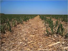 Pest insects may cause problems by damaging crops and food production, parasitising livestock, or being a nuisance and health hazard to humans. Sustainability Of Sugarcane Production In Brazil A Review Springerlink