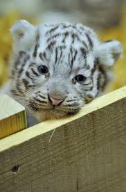 Résultat de recherche d'images pour "image de bebe tigre blanc"