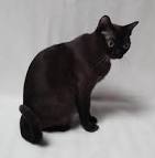 Burmese Kittens For Sale by Reputable Breeders | Pets4You