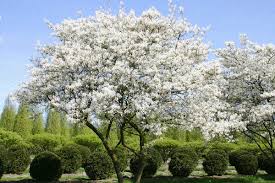 Heckenpflanzen Bluhende Straucher Pflanzen Bepflanzung Kupfer Felsenbirne