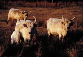 Image result for chillingham cattle