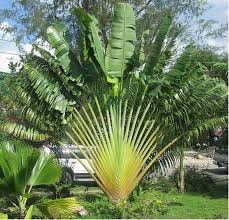 Bird Of Paradise Palm Plant Ravenala Madagascariensis Traveler S Palm Madagascar Bird Of Paradise Rare 10 Seeds Travellers Palm Palm Trees Landscaping Plants