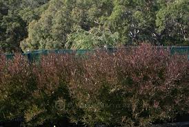 Image result for Dodonaea