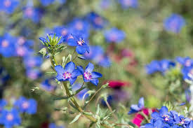 Image result for Lysimachia monelli