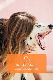 Warum dein hund bellt und wie es zum bellen kommt?du erfährst, wie du deinem hund bellen abgewöhnen kannst und deinen hund richtig verstehst! Der Hund Bellt Wenn Es Klingelt Hund Bellt Hunde Tierkommunikation
