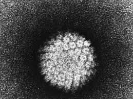 However, if you have a lot of sexual partners you are more likely to be infected with hpv and if your immune system cannot naturally get rid of the virus it can put you at risk. How Hpv Causes Oral Cancer