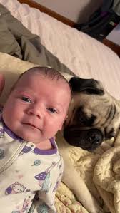 Poodle and ferret unlikely friendship captured