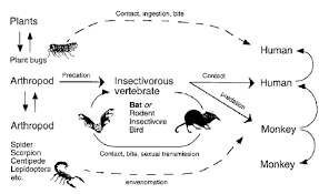 Dec 01, 2014 · it is unknown how marburg virus first transmits from its animal host to humans; Are Insects Ebola S Natural Host Reservoir