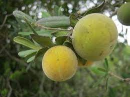 Sep 08, 2020 · discover the following indigenous trees at your local stodels this arbour day: Monkey Plum Diospyros Dichrophylla Native To South Africa The Plant Is A Dioecious Shrub Or Tree To 13m With Large Fruit Fruit Fruit Trees Tropical Fruits