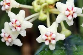 Image result for Microcoelia globulosa