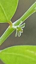 Image result for Phyllanthus mendesii