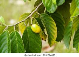 Image result for Icacinaceae