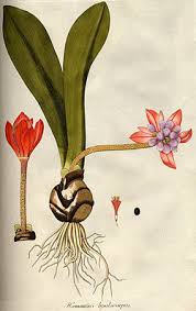 Image result for Haemanthus montanus