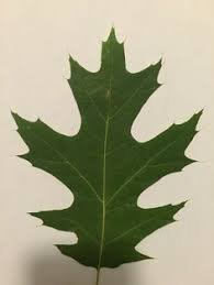 Yet, when identifying flowering trees and shrubs you want grow at home, there are. 95 Trees Of Western Pa Ideas Plant Leaves Plants Leaves
