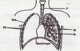 Questions and answers on labeled/unlebled diagrams of a human cell. Kcse 2016 Biology Paper 2 Questions And Answers Kcsepdf Co Ke