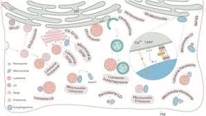 Check spelling or type a new query. Frontiers Current And Emerging Approaches For Studying Inter Organelle Membrane Contact Sites Cell And Developmental Biology