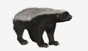 Honey Badger With Realistic Fur 3d Model Honey Badger 3d Model Animals