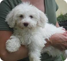 The bichon frise may be difficult to housebreak. Venice Fl Havanese Bichon Frise Mix Meet Fletcher Pending A Puppy For Adoption Puppy Adoption Bichon Frise Bichon