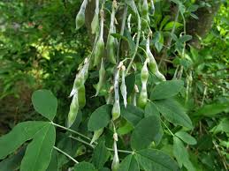 Image result for Laburnum