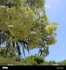 Image result for Buddleja saligna