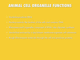 Plant cells contain some organelles not found in animal cells, such as cell walls and chloroplasts. Cell Organelles And Their Processes By Lexi Helman
