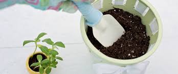 Le rempotage est une opération facile et indispensable au bon développement de vos plantes. Le Rempotage Des Plantes D Interieur Botanix