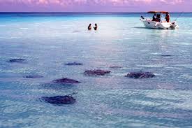 Basking shark cruise ship passengers spot giant shark. What To Do What To Buy In The Top Caribbean Cruise Ports