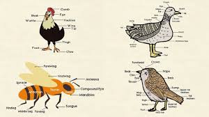 Hello, readers today we are going to publish 90 human body parts name in english and hindi and with pictures can help you to understand and remember the body pasts name. Different Parts Of A Bird In English Bird Anatomy 7esl