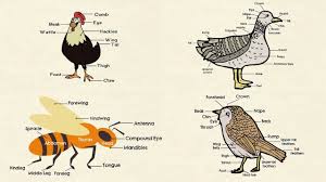 Learn tamil in 5 days with our list of 300 most common expressions and words. Different Chicken Parts Duck Body Parts Parts Of A Bird And Parts Of A Bee With Pictures Youtube