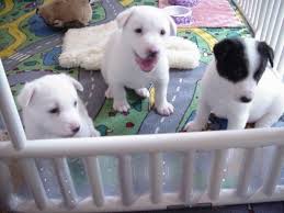 canaan canaan dog dog breeder dogs